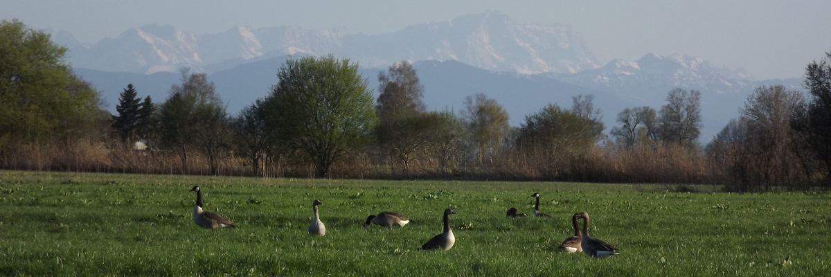 Headerbild Tiere 4