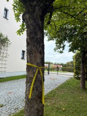 Duplikat von Obstbäume zum selber Pflücken